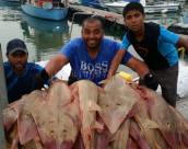  بالصور: صيد وافر من أسماك الصلفوح يحظى به الصيادون على شواطئ مدينة يافا 